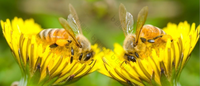 两个蜜蜂吃美味的蒲公英花系列蒲公英