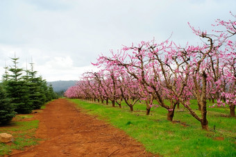 苹果果园苹果果园与行树覆盖粉红色的花那将成长成新鲜的苹果