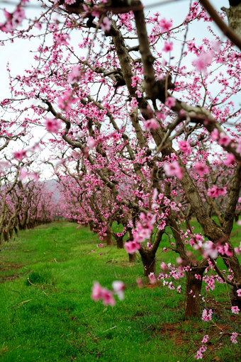 春天苹果花朵苹果<strong>果园</strong>与行树覆盖粉红色的花那将成长成新<strong>鲜</strong>的苹果