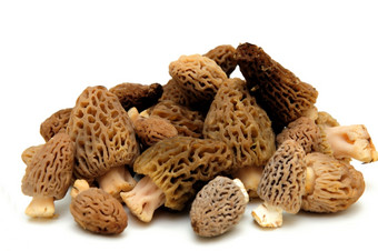莫雷尔蘑菇莫雷尔蘑菇从的加州塞拉山发现只有的春天而且高度寻求后美食酋长