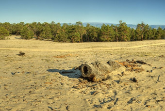 老日志的沙子老日志的沙子奥尔洪岛贝加尔湖俄罗斯