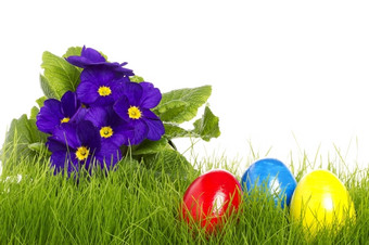 复活节鸡蛋与紫色的报春复活节鸡蛋与紫色的报春白色背景
