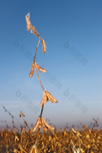 大豆植物与成熟的豆子的<strong>背景蓝色</strong>的天空期收获