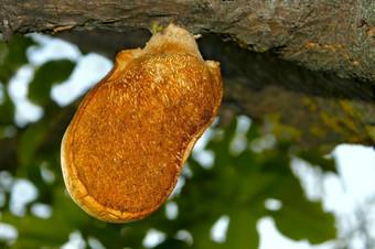 Mushroom-parasite日益增长的的老树分支