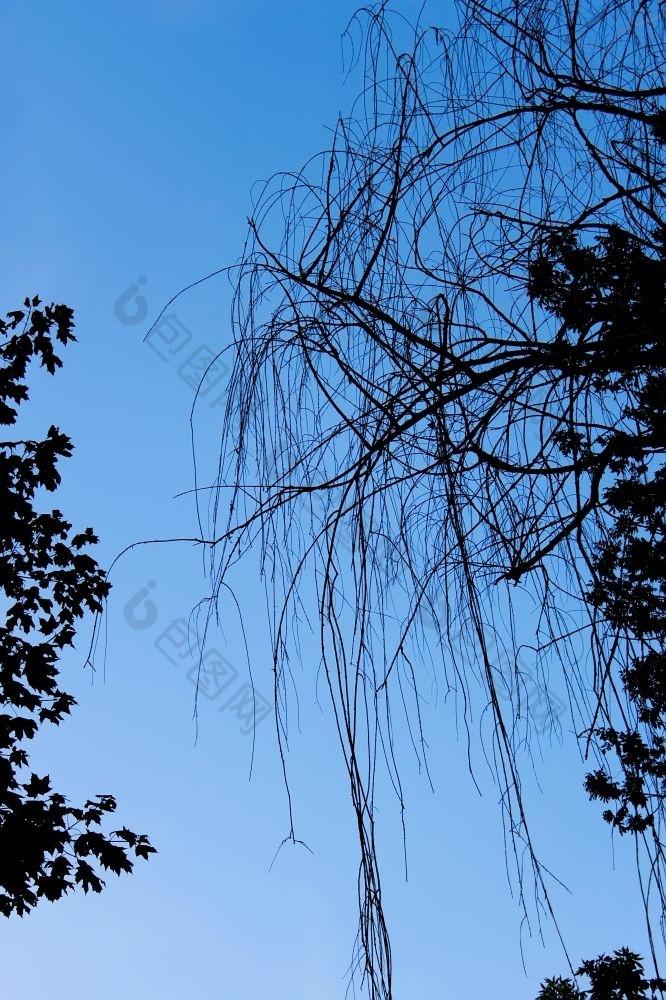 轮廓干柳树而且其他树分支机构的背景的蓝色的晚上天空