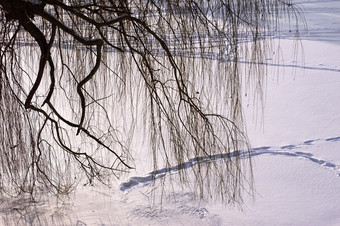 无叶的柳树分支机构挂在的白雪覆盖的冰冻河