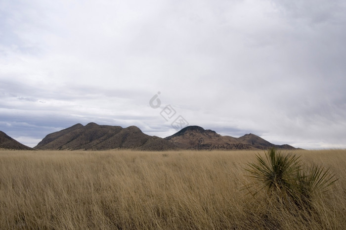 沙漠草原图片