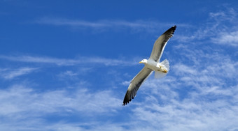 海鸥飞行的天空斯塔万格挪威