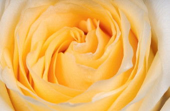 黄色的玫瑰的花瓶射击游戏特写镜头