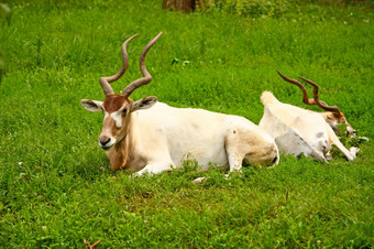 Addax白色羚羊说谎的草图片采取动物园