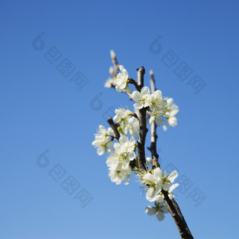 白色樱桃花的蓝色的天空广场图像