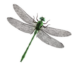 绿色蜻蜓与绿色眼睛和翅膀传播