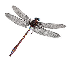 棕色（的）蓝色的蜻蜓与蓝色的眼睛和翅膀传播