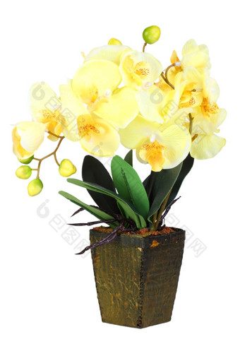 单人工分支花黄色的兰花花盆孤立的白色背景特写镜头工作室摄影