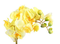 单人工分支花黄色的兰花孤立的白色背景特写镜头工作室摄影