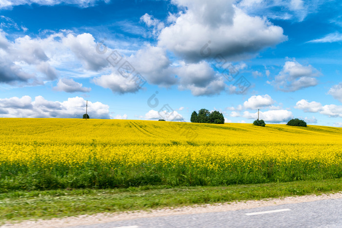 黄色的草地从的路对蓝色的天空壮观的夏天一天黄色的草地从的路对蓝色的天空壮观的