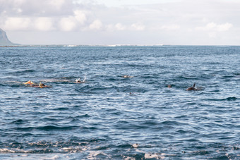 海豚和常<strong>去游泳</strong>的海洋