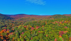 空中视图森林树叶季节自然绿色橙色和黄色的背景照片从的无人机