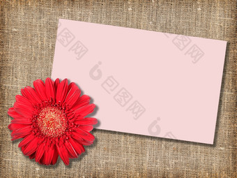 一个红色的花与张留言卡纺织背景特写镜头工作室摄影