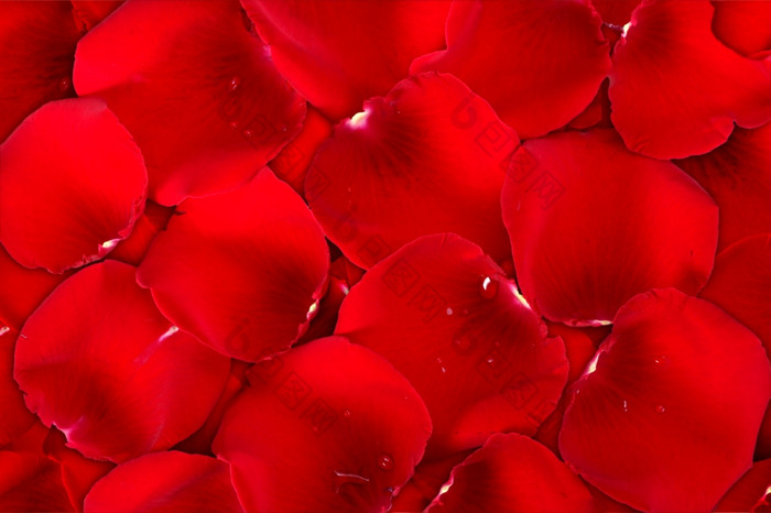 摘要背景黑暗红色的玫瑰花瓣为你的设计特写镜头工作室摄影