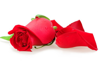 一个红色的花蕾花玫瑰特写镜头放置白色背景工作室摄影