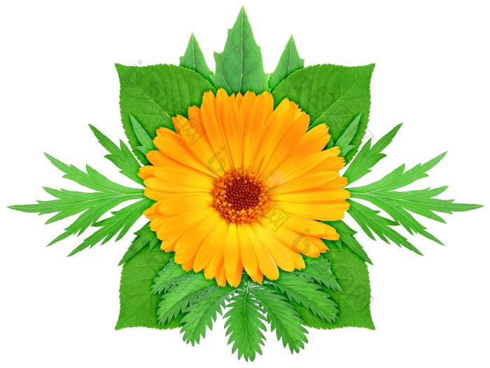 一个橙色花与绿色叶自然点缀模板为你的设计孤立的白色背景特写镜头工作室摄影