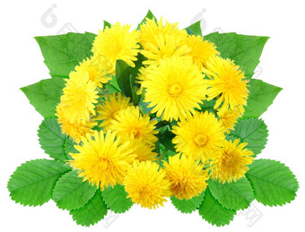 花束黄色的花与绿色叶自然点缀模板为你的设计孤立的白色背景特写镜头工作室摄影