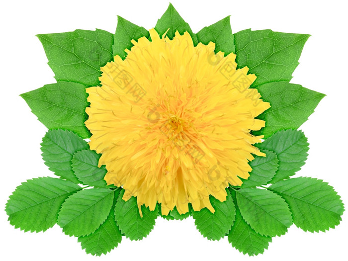 一个黄色的花与绿色叶自然点缀模板为你的设计孤立的白色背景特写镜头工作室摄影