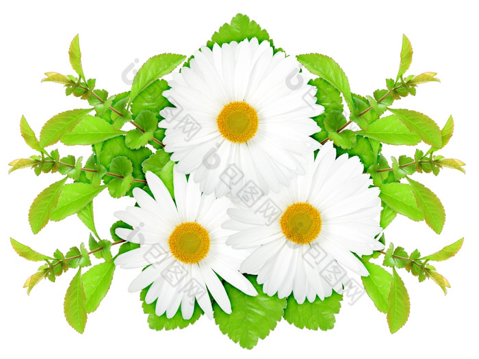 三个白色花与绿色叶自然艺术点缀模板为你的设计孤立的白色背景特写镜头工作室摄影