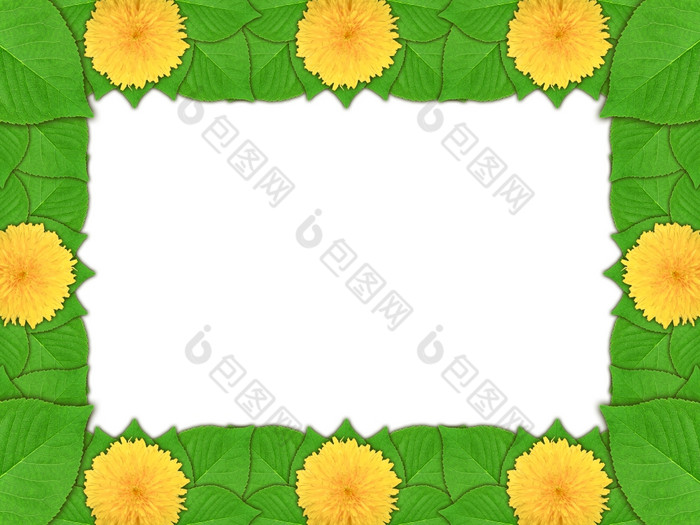 花框架与黄色的花而且绿色叶白色背景自然艺术点缀模板为你的设计特写镜头工作室摄影