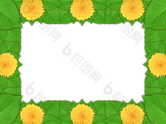 花框架与黄色的花而且绿色叶白色背景自然艺术点缀<strong>模板</strong>为你的设计特写镜头<strong>工作室摄影</strong>