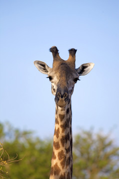 野生长颈鹿的萨凡纳Mikumi坦桑尼亚