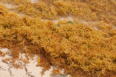 充满活力的群黄色的海藻的海滩加勒比海