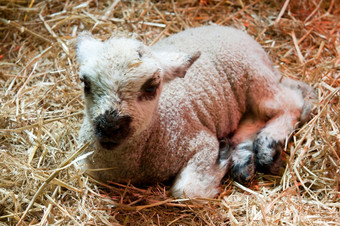 新生儿羊肉铺设有自然照明内部精品