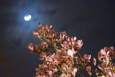 木兰树的晚上与的月亮