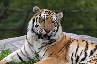 西伯利亚老虎豹属tigrisaltaica坐着动物园开放嘴西伯利亚老虎