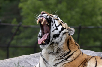 咆哮的西伯利亚老虎豹属tigrisaltaica坐着动物园咆哮的西伯利亚老虎