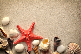 海星而且贝壳沙子海滩