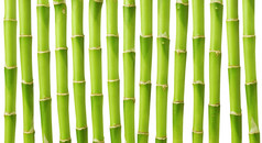绿色竹子茎孤立的白色背景