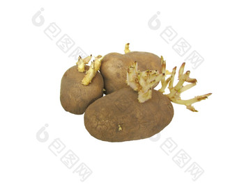 三个老萎缩发芽块茎土豆白色背景图片