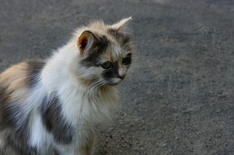 年轻的毛茸茸的三原色猫坐着的灰色沥青