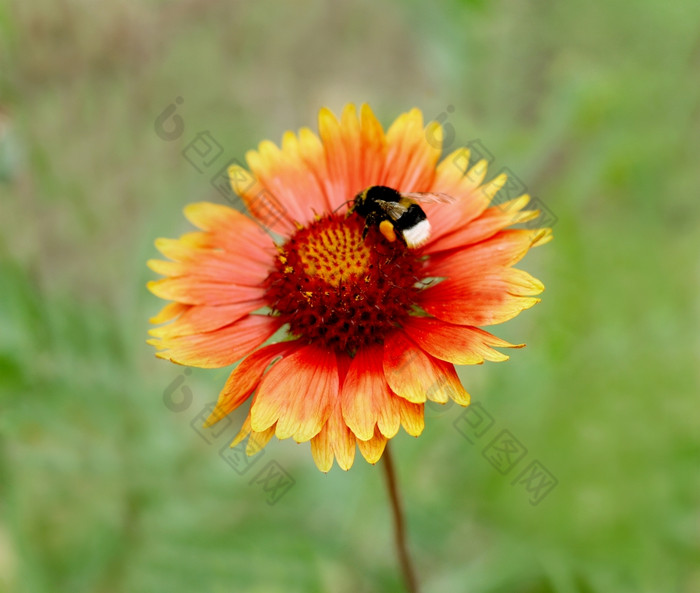 的图像明亮的橙色花哪一个坐毛发粗浓杂乱的蜜蜂为授粉而且花粉集合
