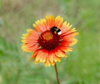 的图像明<strong>亮</strong>的<strong>橙色</strong>花哪一个坐毛发粗浓杂乱的蜜蜂为授粉而且花粉集合