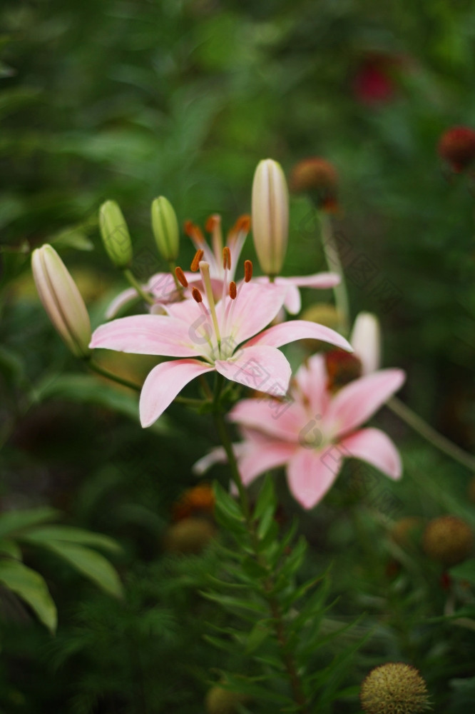 大美丽的粉红色的百合高草