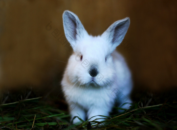 白色兔子与黑色的耳朵和黑色的鼻子纯种兔子种植首页农场小兔子看向前