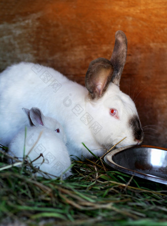白色兔子与黑色的耳朵和黑色的鼻子纯种兔子种植首页农场的朱红色兔子坐着附近大兔子