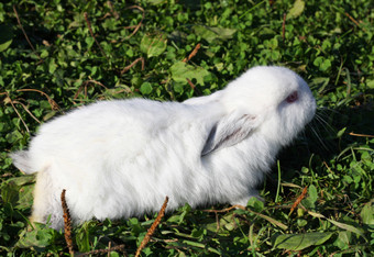 白色兔子与黑色的耳朵和黑色的鼻子纯种兔子种植的农场小兔子坐着在的低绿色草