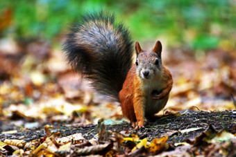 动物自然松鼠得到准备好了为冬天小红色的松鼠坐着秋天干草和叶子前面视图红色的松鼠