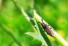 甲虫长角牛甲虫胡子甲虫与条纹长胡子坐在的绿色草昆虫特写镜头胡子甲虫与条纹长胡子坐在的格力