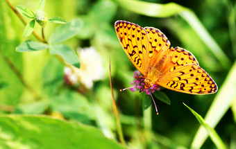 花快乐蝴蝶花特写镜头贝母橙色森林与传播翅膀花快乐